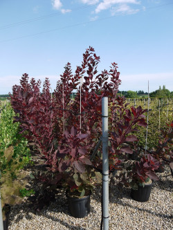 COTINUS coggygria GRACE En pot de 15-20 litres buisson hauteur 125-150 cm
