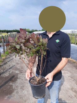 COTINUS coggygria GRACE En pot de 4-5 litres buisson hauteur 040-050 cm