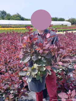 COTINUS coggygria GRACE En pot de En pot de 10-12 litres buisson hauteur 060-080 cm