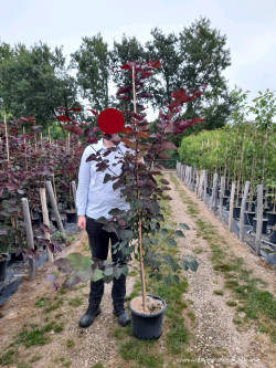 CERCIS canadensis RED FORCE En pot de 15-20 litres baliveau hauteur 150-200 cm