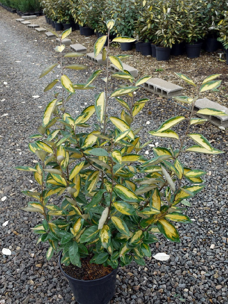 Chalef Limelight (Elaeagnus ebbingei 'Limelight') main image 0