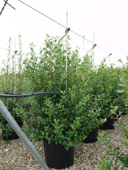 ESCALLONIA IVEYI En pot 25-30 litres