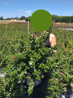 ESCALLONIA PRIDE OF DONARD En pot de 10-12 litres