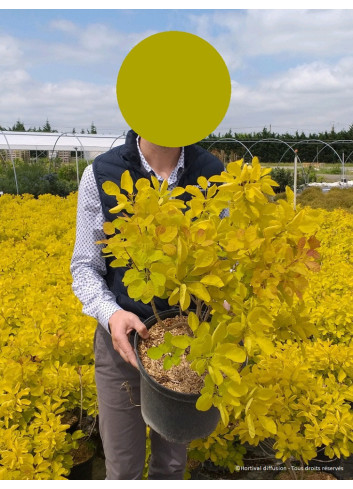 COTINUS coggygria GOLDEN LADY En pot de 10-12 litres