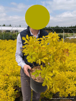 COTINUS coggygria GOLDEN LADY En pot de 10-12 litres buisson hauteur 060-080 cm
