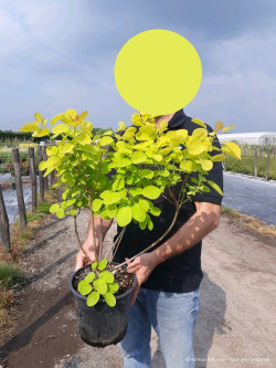 COTINUS coggygria GOLDEN LADY En pot de 4-5 litres buisson hauteur 040-050 cm