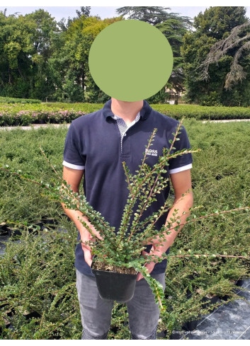 COTONEASTER horizontalis En pot de 2-3 litres