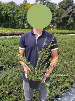 COTONEASTER horizontalis En pot de 2-3 litres buisson largeur 020-030 cm