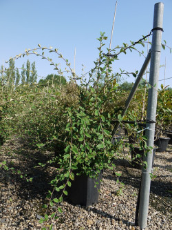 COTONEASTER lacteus En pot de 25-30 litres buisson hauteur 125-150 cm