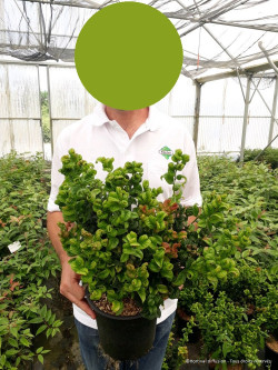 leucothoe-curly-red-leucothoe-axillaris-curly-red-3.jpg