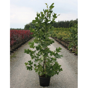 LIRIODENDRON tulipifera En pot de 15-20 litres forme baliveau