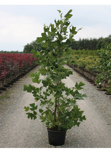 LIRIODENDRON tulipifera En pot de 15-20 litres forme baliveau