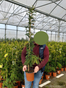 ACACIA dealbata LE GAULOIS En pot de 5-7 litres hauteur 100-150 cm