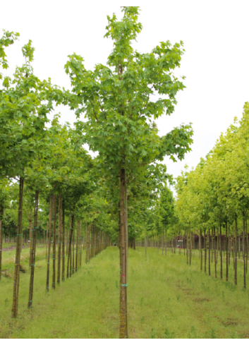 ACER cappadocicum RUBRUM