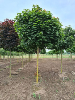 ACER platanoides GLOBOSUM