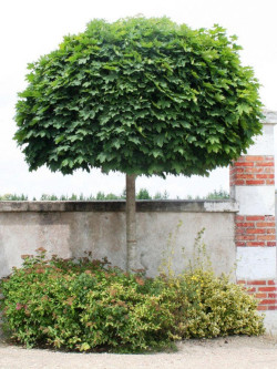 ACER platanoides GLOBOSUM