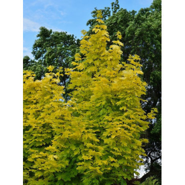 ACER platanoides PRINCETON GOLD