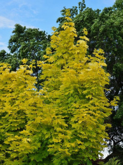 erable-plane-dore-princeton-gold-acer-platanoides-princeton-gold-3.jpg