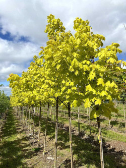 erable-plane-dore-princeton-gold-acer-platanoides-princeton-gold.jpg