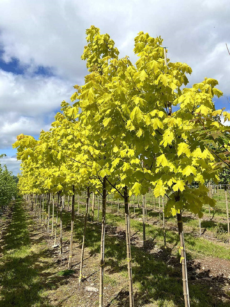 erable-plane-dore-princeton-gold-acer-platanoides-princeton-gold.jpg