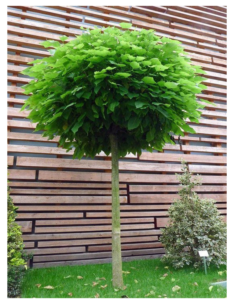 CATALPA bignonioides NANA