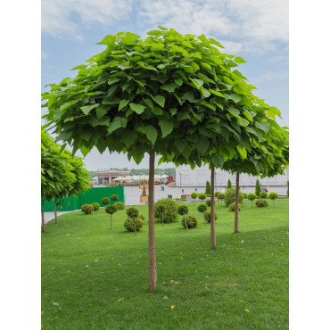 CATALPA bignonioides NANA