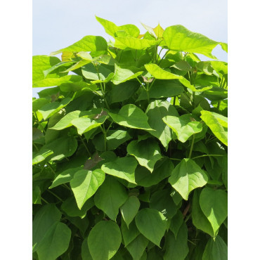 CATALPA bignonioides NANA