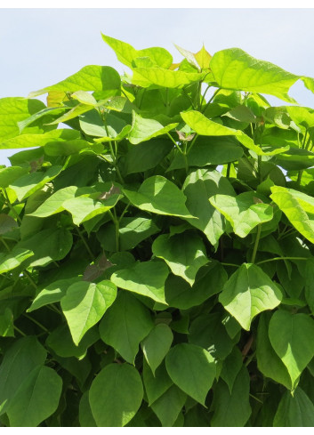 CATALPA bignonioides NANA