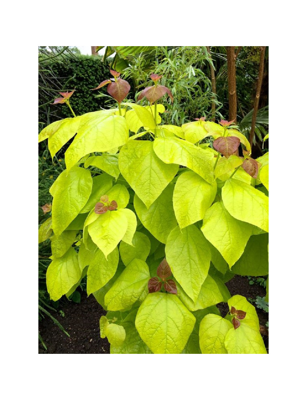 CATALPA bignonioides AUREA