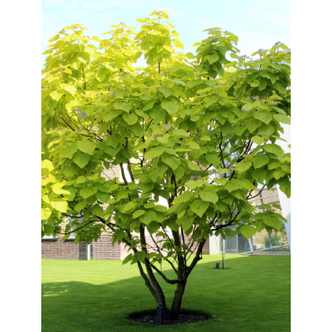 CATALPA bignonioides AUREA