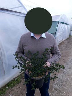 CEANOTHUS VICTORIA En pot de 4-5 litres