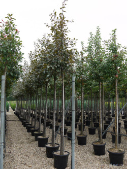 MALUS COCCINELLA Courtarou En pot 35-50 litres tige hauteur du tronc 190-210 cm