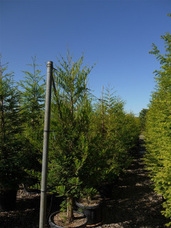 METASEQUOIA glyptostroboides En pot de 35-50 litres