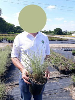 MISCANTHUS sinensis MORNING LIGHT En pot de 4-5 litres