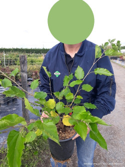 MORUS rotundiloba MOJO BERRY En pot de 4-5 litres