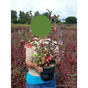 MYRTILLE DES JARDINS PATRIOT En pot de 4-5 litres