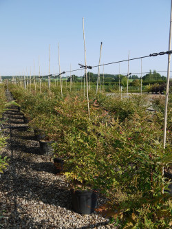 NANDINA domestica En pot de 15-20 litres