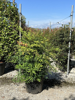 NANDINA domestica En pot de 35-50 litres