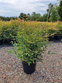 NANDINA domestica En pot de 10-12 litres