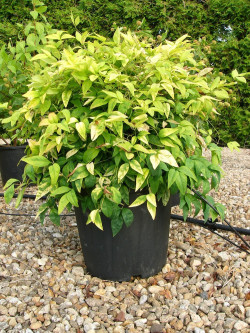 NANDINA domestica FIRE POWER En pot de 15-20 litres