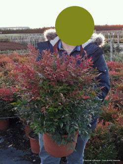 NANDINA domestica GULF STREAM En pot de 10-12 litres