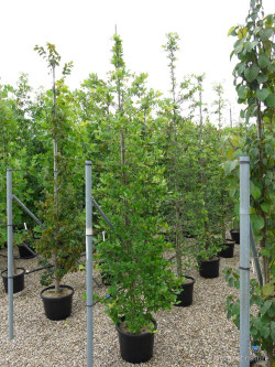 NYSSA sylvatica En pot de 35-50 litres forme tige ramifiée