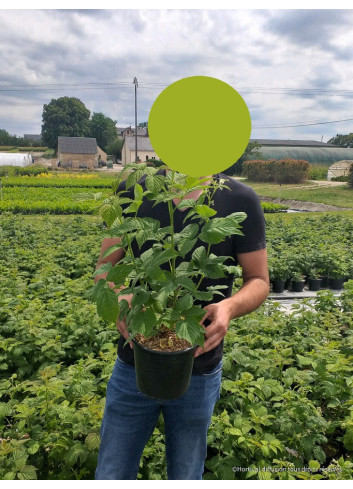 FRAMBOISIER En pot de 4-5 litres