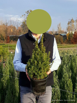 PICEA glauca CONICA En pot de 4-5 litres
