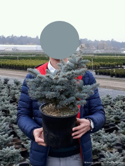PICEA pungens GLAUCA GLOBOSA En pot de 4-5 litres