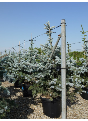 PICEA pungens HOOPSII En pot de 25-30 litres