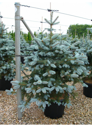 PICEA pungens HOOPSII En pot de 25-30 litres