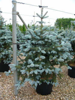 PICEA pungens HOOPSII En pot de 25-30 litres