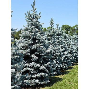 PICEA pungens HOOPSII