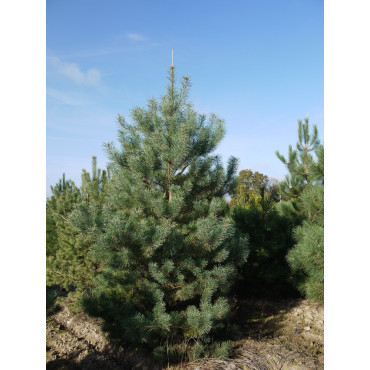 PINUS sylvestris